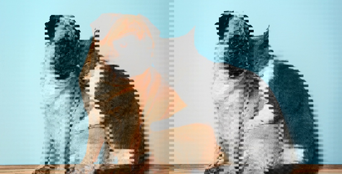 How To Care For Pets In Lockdown 9Ayr1hjnttqatebktyxr