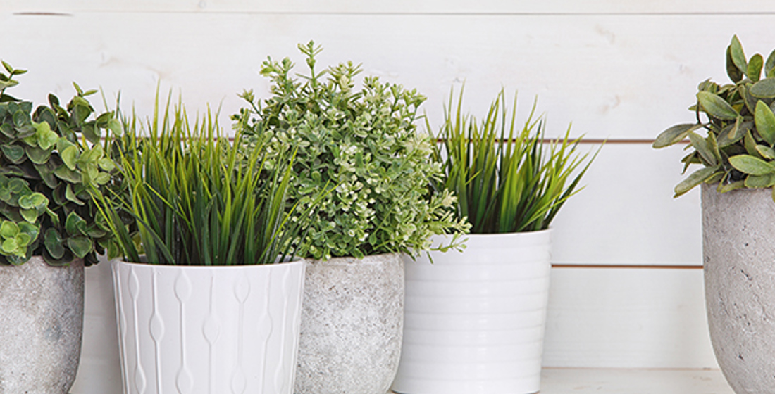 Get houseplant happy