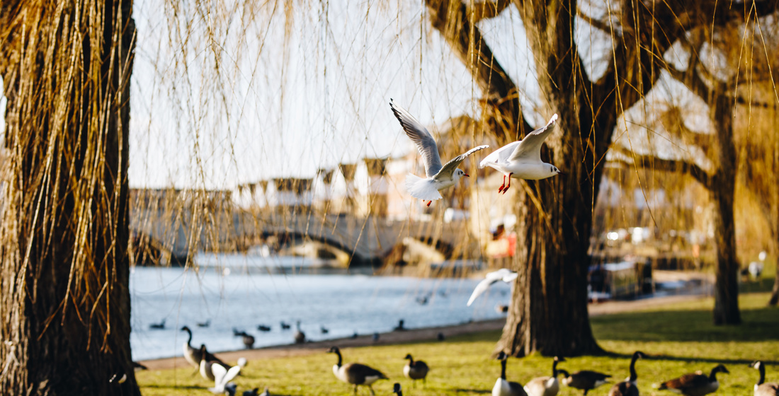 How to rent the perfect home in the suburbs