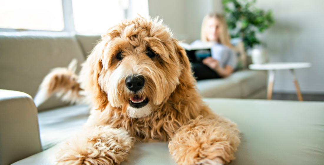 Furry Friends Welcome Too