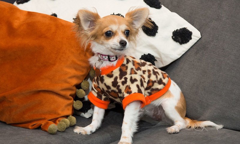 It feels like a holiday living in our build to rent apartment – even Lulu loves it! 